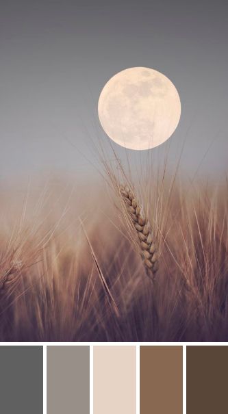 Wheat Field Color Palette, Moonlight Color Palette, Wheat Color Palette, Barndo Decor, Moon Moodboard, Wheat Drawing, Room Schemes, Pale Moon, Seeds Color