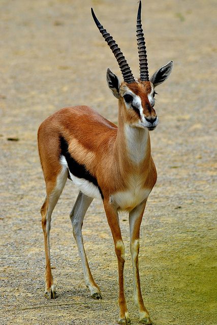 Impala Animal, Thomson Gazelle, Into The Wild, Wild Animals Photos, Africa Wildlife, Afrique Art, African Wildlife, Wildlife Animals, African Animals