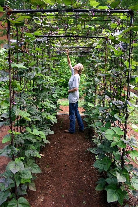 Vertical Vegetable Garden Ideas | Smart Money Simple Life Vertical Vegetable Gardens, Vertical Vegetable Garden, Garden Vines, Backyard Vegetable Gardens, Home Vegetable Garden, Vegetable Garden Design, Hydroponic Gardening, Fruit Garden, Garden Bed