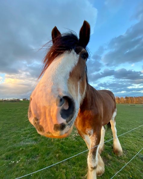 Next week is March already?! Here's a little horse boop and a lovely throwback picture of Clydesdale King Edward 🥰 Clydesdale Aesthetic, Dogs And Horses, Clysdale Horses, Tarah Dewitt, Clydesdale Horse, Clydesdale Horses, Throwback Pictures, Dream Horse, Dream Dog