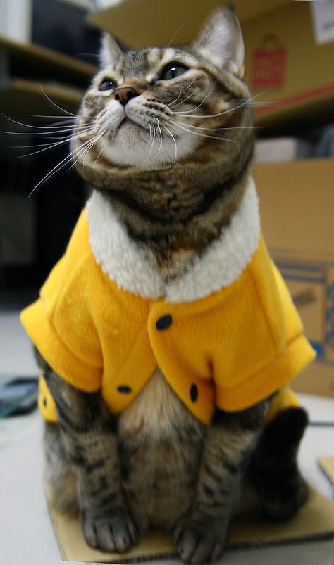 I LOVE CATS IN CLOTHES One Direction, A Cat, Fan, Yellow, Clothes