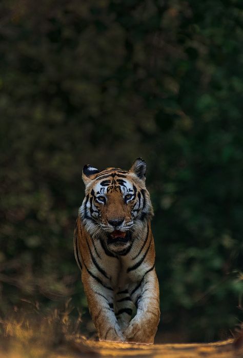 Munna the tiger at Kanha National Park Kanha National Park, Tiger In The Jungle, Gir Forest, Tiger Roaring, Forest Department, Big Animals, In The Jungle, Jungle Safari, Good Poses