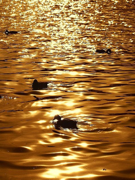 kendrasmiles4u: “Birds’ silhouettes by tanakawho on Flickr. @kendrasmiles4u ” Golden Goddess, Bird Silhouette, Colorful Life, Gold Aesthetic, Golden Glitter, Water Art, Photo Wall Collage, Shades Of Gold, Touch Of Gold