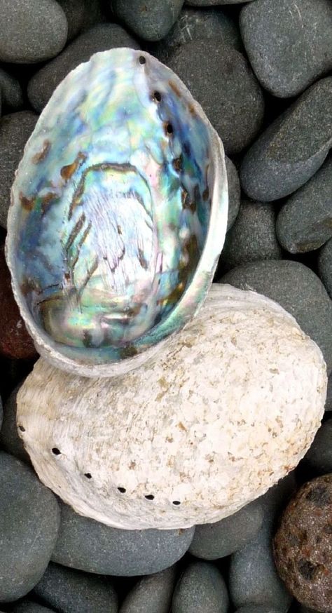 Esprit Studios colours are inspired by the beautiful paua shell. Abalone Shell Aesthetic, Abalone Shell Properties, Bohemian Abalone Shell For Beach, Pretty Shells, Dish Sponge, Ocean-inspired Abalone Shell For Beach, Shell Shock, Circular Motion, New Zealand Houses