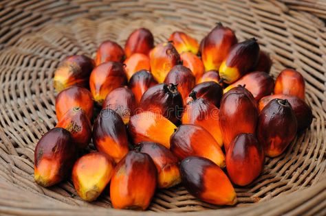 Palm Oil. Fruits in basket background , #ad, #Oil, #Palm, #Fruits, #background, #basket #ad Palm Fruit, Palm Oil, African Food, Fruit Basket, Fun Easy, Fruit Recipes, Raw Food Recipes, Seeds, Health