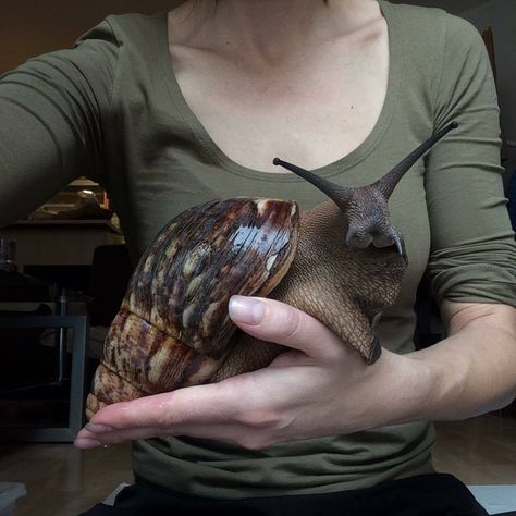 Giant African land snail (Achatina fulica) is one of the largest terrestrial gastropods. They have an average lifespan of about 5-7 years. The species is native to East Africa, but it has been widely introduced to other parts of the world through the pet trade, as a food resource, and by accidental introduction. This species is on the list of the 100 most harmful invasive alien species in the world. Photo: Romana Yates / exoticsnails.eu African Snail, Giant African Land Snails, Giant Snail, Bizarre Animals, Pet Snails, Animal Memes, Beautiful Creatures, Animals Beautiful, Animals And Pets