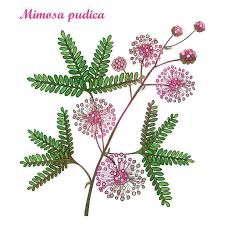 Shy Plant, Touch Me Not Plant, Mimosa Plant, Mimosa Pudica, Pink Mimosa, Mimosa Flower, Sensitive Plant, Filipino Art, Batik Art