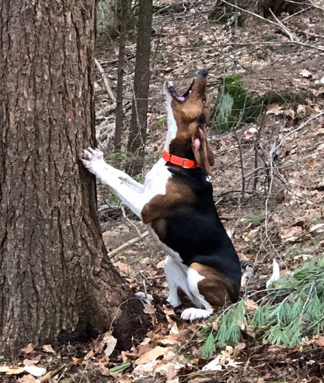 Walker Coonhound Walker Hound Dog, Treeing Walker Coonhound Puppy, Walker Hound, Coonhound Puppy, Mixed Breed Puppies, Walker Coonhound, Treeing Walker Coonhound, Bluetick Coonhound, Purebred Dogs