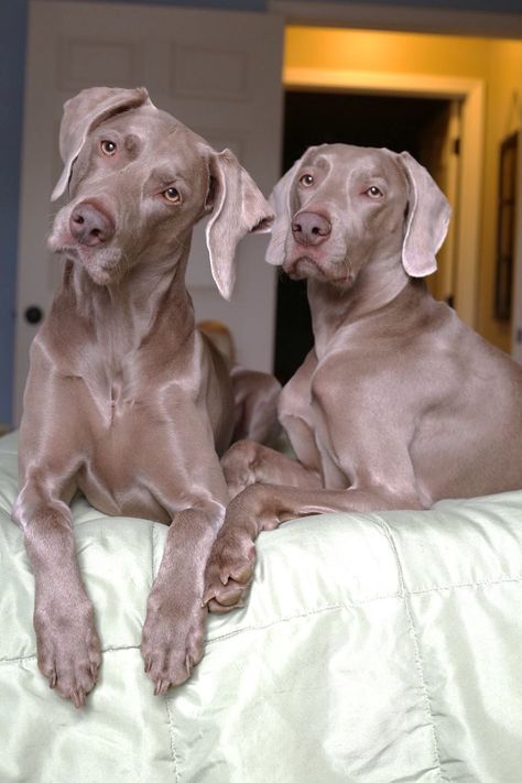 Sweet Picture, Goofy Face, Weimaraner Dogs, Rhodesian Ridgeback, Dark Eyes, Weimaraner, Crazy Dog, Hunting Dogs, Doberman