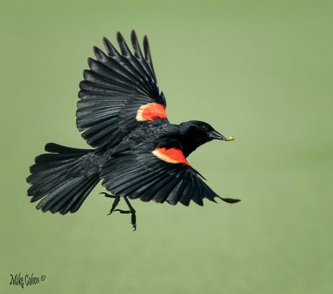 Birds Reference, Redwing Blackbird, Red Winged Blackbird, Blackbird Art, Swift Bird, Bird Reference, Red Wing Blackbird, Hummingbirds Photography, Canadian Wildlife