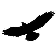 Hawk Silhouette, Hawk Tattoo, Silhouette Tattoos, Eagle Tattoos, Eagle Art, Silhouette Design Studio, Red Tailed Hawk, Bird Of Prey, Back Tattoo Women