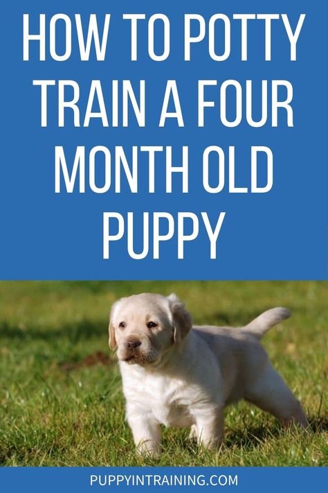 Puppy Potty Training Regression: How To Potty Train a 4-Month-Old Puppy - Puppy In Training Clicker Training Puppy, Potty Training Regression, Potty Training Schedule, Puppy Potty Training Tips, Labrador Training, Puppy Schedule, Puppy Training Schedule, How To Potty Train, Act As If