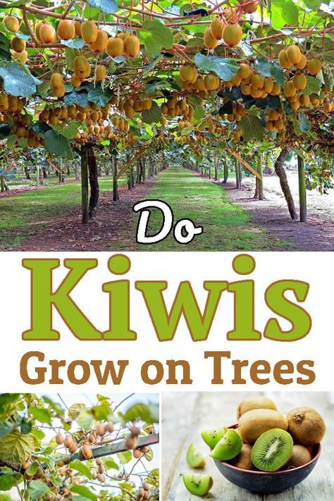 Kiwi Trellis Ideas, Fruit Garden Ideas, Kiwi Tree, Kiwi Plant Trellis, Kiwi Tree How To Grow, Growing Kiwi, How To Grow Kiwi, Growing Kiwi Vines, Kiwi Plant How To Grow