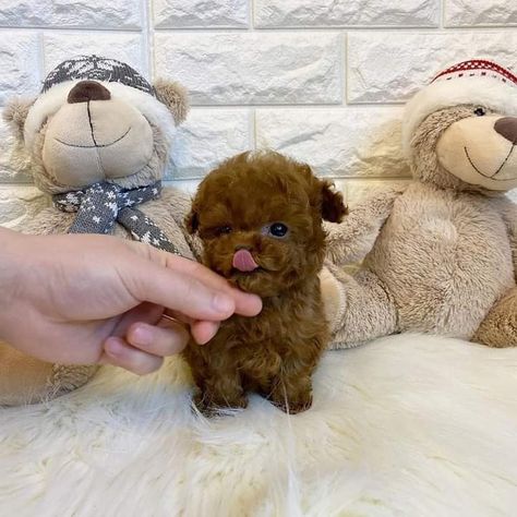 Teacup Poodles For Sale, Pretty Puppies, Teacup Poodle, Cute Teacup Puppies, Cute Fluffy Dogs, Poodle Puppies For Sale, Cute Dog Wallpaper, Dog Line Art