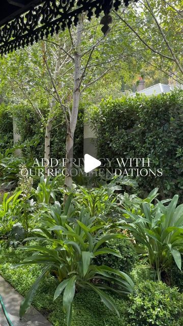 Evergreen Trees Direct on Instagram: "Looking to enhance your garden with trees that offer more than just privacy? 

Our curated selection features everything from the dense privacy of Ficus Hillii Flash to the elegant, silvery leaves of ‘Tolleys Upright’ Olive to also add a stunning backdrop to your garden to enjoy. 

Each tree has been chosen for its unique qualities: rapid growth, minimal upkeep, resistance to pests, or simply for their stunning beauty. 

Whether you desire a dense and lush hedge, a Mediterranean touch, or a resilient coastal screen, we have the perfect option for you." Olive Tree Privacy Screen, Ficus Hillii Flash, Olive Tree Hedge, Ficus Hillii, Garden With Trees, Evergreen Trees, Olive Tree, Privacy Screen, Dream Garden