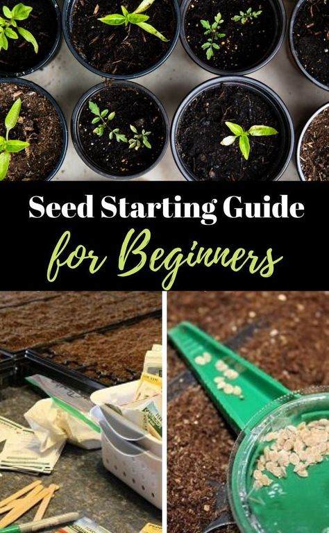 Learn how to grow plants from seeds - step by step! The best seed starting guide for beginners!  All the tips and tricks needed for success starting seeds indoors! Lots of pix, check it out! #seedstarting #startplantsfromseeds # Starting Seeds Inside, Starting Seeds, Vegetable Garden For Beginners, Starting Seeds Indoors, Buy Seeds, Starting A Garden, Garden Types, Organic Gardening Tips, Growing Seeds