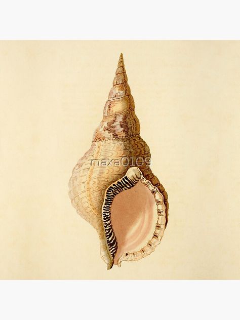 "Sea Shell, Vintage Sea Shell Art Print, Sea Shell Decor" Throw Pillow by maxa0109 | Redbubble Shell Art Print, Creature Marine, Art Coquillage, Science Illustration, She Sells Seashells, Sea Shell Decor, Shell Decor, Seashell Art, Illustration Vintage