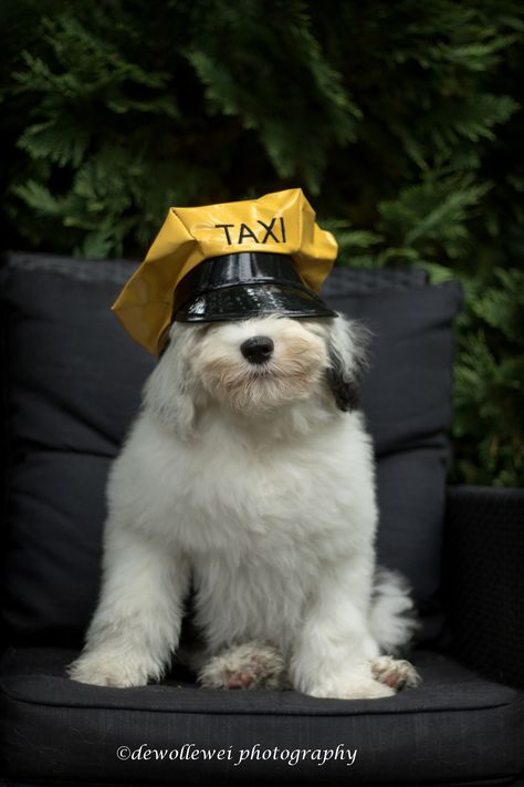 https://flic.kr/p/wFdPm7 | your taxi driver is ready.... Pet Taxi, Pet Cows, Sheep Dogs, Dog Playing, Sheep Dog, Puppy Accessories, Dog Sketch, English Sheepdog, Taxi Cab