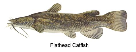 flat head catfish Catfish Drawing, Flathead Catfish, Sea Creatures Art, Fourth Birthday, Gone Fishing, Best Fishing, Flat Head, Download Images, Fish Art