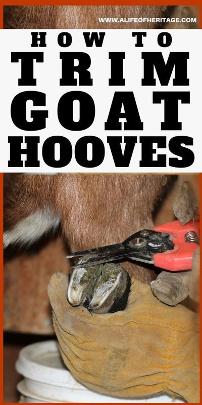 Goats For Milk, Trimming Goat Hooves, Goat Hoof Trimming, Goat Hooves, Goat Pet, Agritourism Farms, Goat Breeds, Goat Playground, Goat Health