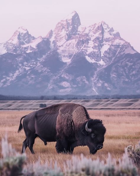 Bison Aesthetic, Buffalo In Snow, Bison Wallpaper, Bison In Snow, Bison Photography, Kitty Crowther, White Bison, Deer Hunter, American Bison