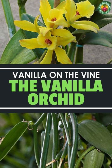 Grow Vanilla Beans, Phalaenopsis Orchid Care, Orchids In Water, Vanilla Plant, Vanda Orchids, Orchid Plant, Growing Orchids, Vanilla Orchid, Orchid Arrangements