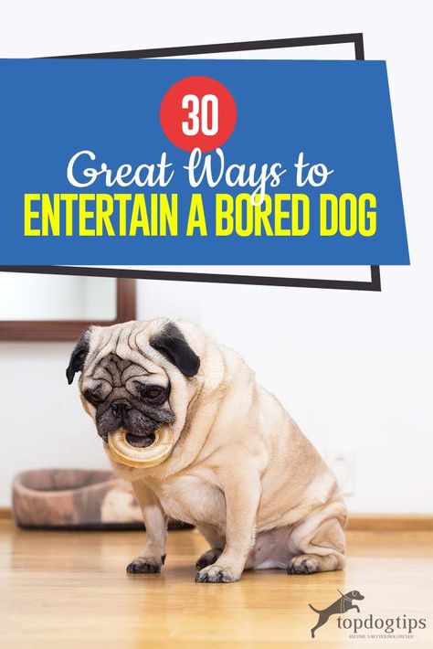 30 Ways to Entertain a Bored Dog Dog Entertainment, Bored Dog, Toy Puppies, Find A Way, Old Dogs, Pet Training, Homemade Dog, Puppy Training, Dog Care