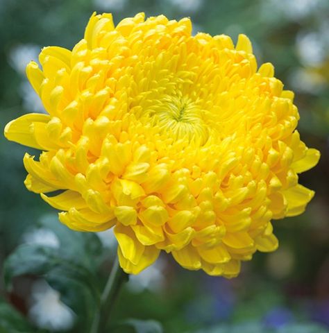 Bright Yellow Flowers, Bells Aesthetic, Chrysanthemum Seeds, Yellow Chrysanthemum, Chrysanthemum Flower, Hardy Perennials, Free Plants, Plant Supports, Bulb Flowers