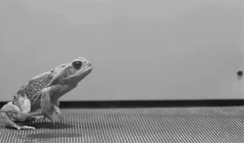 Jump Animation, Uc Irvine, Animal Movement, Animation Sketches, Animated Animals, Animation Tutorial, Animation Reference, Reptiles And Amphibians, Animation Design