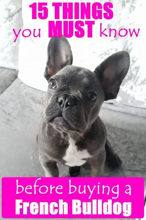 French Bulldog Information, Toy French Bulldog, Bulldog Wallpaper, Dogs Paws, French Bulldog Breed, French Bulldog Facts, Bulldog Breeds, Frenchie Bulldog, Dogs Lover