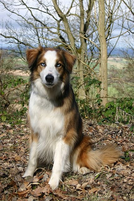 Welsh Sheepdog: Rum Sheepdog Breeds, Puppy Playground, Welsh Sheepdog, English Shepherd, Calm Dogs, Herding Dogs, Cute Dog Pictures, St Christopher, Cute Little Puppies