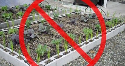 Cinder block gardens have recently become very popular, however a risk of heavy metal poisons from Fly Ash within the concrete may pos... Building Raised Beds, Cinder Block Garden, Childrens Gardening, Cinder Blocks, Cement Blocks, Veg Garden, Cinder Block, Vegetable Garden Design, Raised Bed