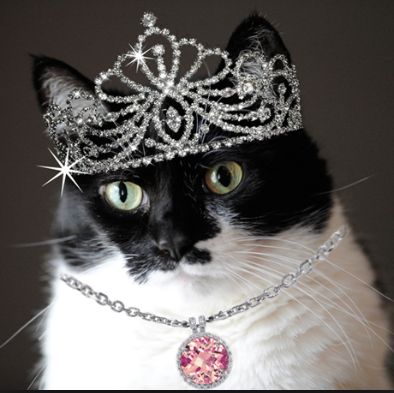 Pink Diamond Necklace on cat wearing a Crown, Shabby Chic Sweet. Hope Your Day Gets Better, Cat With A Crown, Kitten Costume, Cat Crown, Cats In Hats, Diamond Cat, Beautiful Closets, Cat Fashion, Cat Hat