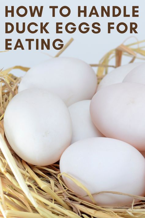 From keeping the eggs clean to storing them properly, it is important to handle duck eggs properly, especially if you plan to eat them. Duck Egg Recipes, Recipes Using Duck Eggs, Duck Raising, Backyard Chickens Diy, Cottagecore Recipes, Duck Breeds, Peking Duck, Duck Eggs, Quack Quack