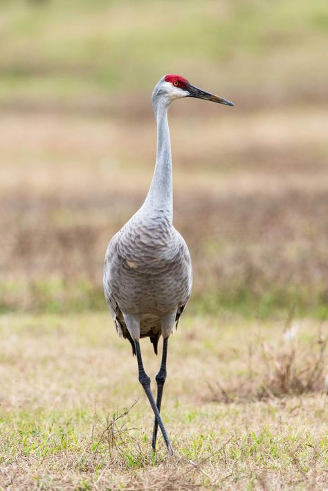 Sandhill-Crane Florida In December, Sandhill Cranes, Sandhill Crane, What Is A Bird, Gainesville Florida, Bird Carving, Crane Bird, Shorebirds, Big Bird