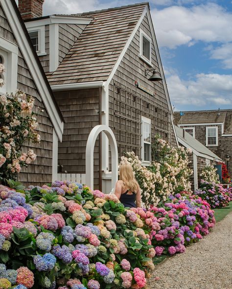 Calling all flower lovers! 🌸 ⁠ ⁠ Get ready to be blown away by the breathtaking beauty of hydrangea flowers in Nantucket. 💙 From vibrant blues to blush pinks, these floral wonders will make your heart skip a beat. ⁠ ⁠ So, pack your bags, grab your camera, and embark on a floral adventure! 📷✨ This year's blooms continue to surprise and amaze me! I love all these gorgeous scenes!⁠ ⁠ .⁠ .⁠ .⁠ .⁠ .⁠ #TravelInspiration #NantucketMagic #nantucket⁠ #newengland #massachusetts #newenglandphoto #neweng... Nantucket Flowers, New England Road Trip, New England Travel, Hydrangea Flowers, Breathtaking Beauty, Pack Your Bags, Hydrangea Flower, All Flowers, Flower Lover