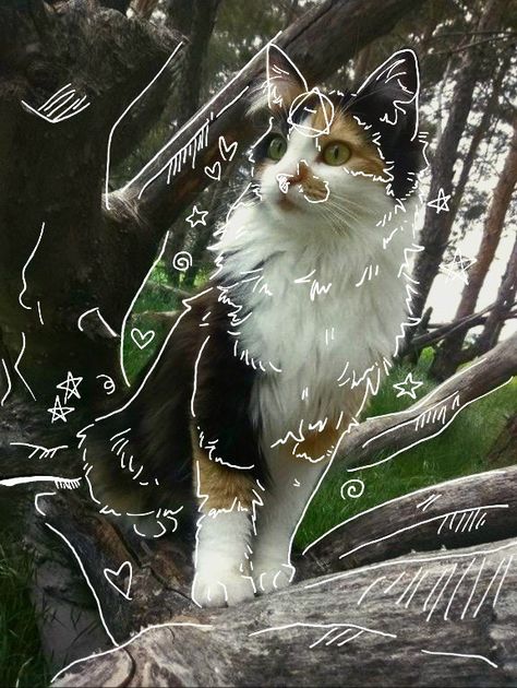 Mask Drawing, Maybe In Another Life, Forest Cat, Silly Cats Pictures, Cute Cats Photos, Cat Mask, Animal Masks, Warrior Cat, Silly Animals