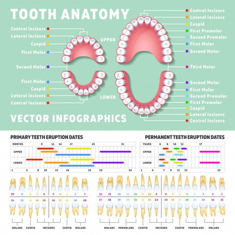 Orthodontist human tooth anatomy infogra... | Premium Vector #Freepik #vector #infographic #medical #infographics #chart Dental Diagram, Dental Assistant Study Guide, Teeth Diagram, Tooth Anatomy, Dental Assistant School, Dental Hygienist School, Diagram Illustration, Dental Assistant Study, Teeth Anatomy