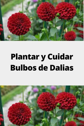 Plantar y Cuidar Bulbos de Dalias Mole, Beautiful Gardens, Dahlia, Flower Garden, Cactus, Plants, Flowers