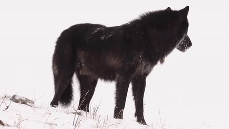 Black Wolf Gif, Baby Wolves, Wolf Running, Werewolf Aesthetic, Red Wolf, Wolf Pictures, Beautiful Wolves, Bull Riding, Wolf Howling