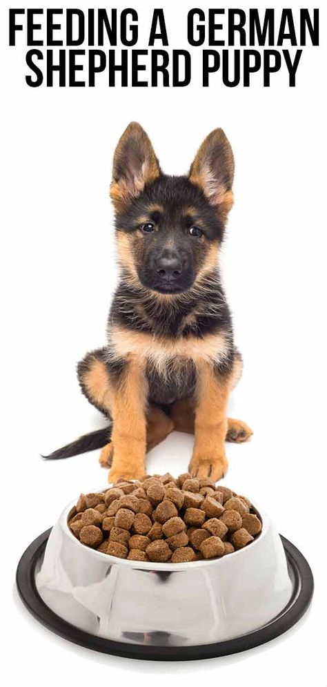 feeding a german shepherd puppy German Shepherd Puppy Food, Fostering Puppies, Puppy Feeding Chart, German Shepherd Food, Puppy Feeding Schedule, Puppy Growth Chart, Puppy German Shepherd, Puppy Schedule, Foster Puppies