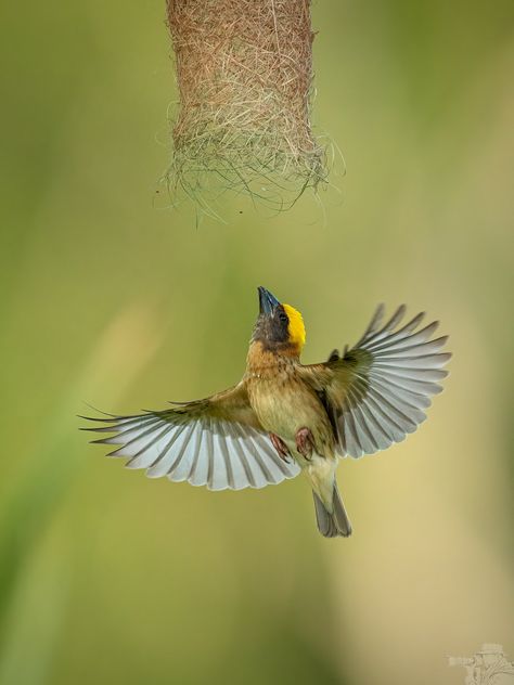 https://flic.kr/p/2ixU38i | Baya weaver Baya Weaver Bird, Birds Reference, Baya Weaver, Weaver Bird, Alpona Design, Animal Inspiration, Landscape Photography Nature, Bird Illustration, Bird Photography