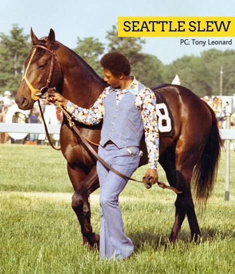 Seattle Slew, Famous Horses, Thoroughbred Racehorse, Preakness Stakes, Triple Crown Winners, Belmont Stakes, Thoroughbred Horse Racing, Racing Club, Honor Roll