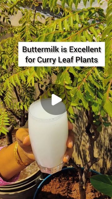 🌱$w@th!🌱 on Instagram: "Diluted curd or buttermilk is a very excellent home fertilizer for the curry leaf plant. You need to allow the soil to dry completely before watering the plant. Buttermilk is high in nitrogen and phosphorus, which provide essential nutrients for growth. Moreover, buttermilk makes the soil slightly acidic, which benefits Curry plants. It is also high in probiotic bacteria that enhance the Curry plant's ability to fight fungi, such as blind spots and powdery mildew.  🌿How to use buttermilk for curry leaf plants? 👉 Mix well with two or three tablespoons of sour curd to one liter of water. 👉Wait until the soil of the curry leaf plant is fully dry. 👉 Pour the mixture into the base of the curry leaf plant. 👉Apply this weekly to get good results.  #curryleaves  #but Curry Leaves Plant, Curry Leaf Plant, Curry Leaf, Good Results, Natural Fertilizer, Gardening Hacks, Leaf Plant, Fertilizer For Plants, Powdery Mildew