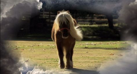 Lil Sebastian Interview - Meet Gideon, the Mini-Horse Actor From 'Parks and Recreation' Lil Sebastian, Parks And Rec, Theatre Geek, Hamilton Memes, Candle In The Wind, Hamilton Musical, Mini Horse, Miniature Horse, Parks N Rec