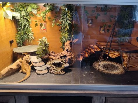 Zen Habitat Bearded Dragon, 120 Gallon Bearded Dragon Tank, Diy Bearded Dragon Enclosure Ideas, Beared Dragon Cage Ideas Cute, Bearded Dragon Terrarium Ideas Tanks, Bearded Dragon Vivarium Ideas, Cute Bearded Dragon Tank, Beardie Enclosure, Diy Bearded Dragon Cage