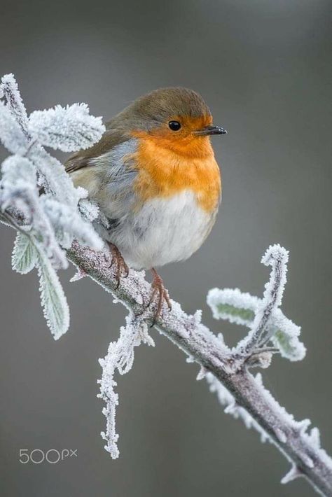 Robin Bird, Winter Bird, 수채화 그림, Winter Animals, Airbrush Art, Nature Birds, Winter Scenery, Bird Pictures, Pretty Birds