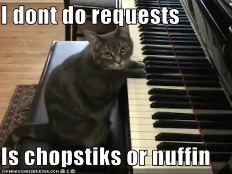 Angry Cat, Playing Piano, Cat Playing, Cat Care, Crazy Cat Lady, Cat Gif, Beautiful Cats, Crazy Cats, Cat Love