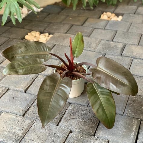 El Filodendro ‘Imperial Rojo’ es una planta de interior hermosa y fácil de cuidar. Esta planta tiene tallos rojos y nuevas hojas de color cobre que eventualmente se vuelven verdes. Prospera en luz brillante e indirecta, pero puede tolerar luz media. Si tu planta comienza a crecer demasiado larga, muévela a un lugar más iluminado. El Philodendron ‘Rojo’ es una excelente adición a cualquier espacio interior y es fácil de cuidar, lo que lo convierte en una opción ideal para plantas de interior. Plant Shop, April 29, Media, On Instagram, Color, Instagram