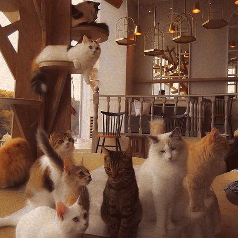 Group Of Cats Aesthetic, Cats Cafe Aesthetic, Japanese Cat Cafe, Cat Lady Aesthetic, Cat Cafe Interior, Cat Cafe Aesthetic, Cottage Core Cat, Butler Cafe, Japan Cat